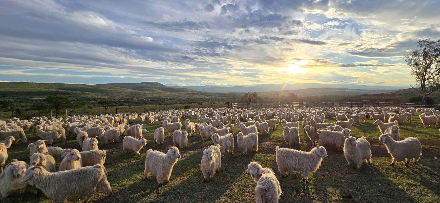 Angora goats on the farm at sunset
