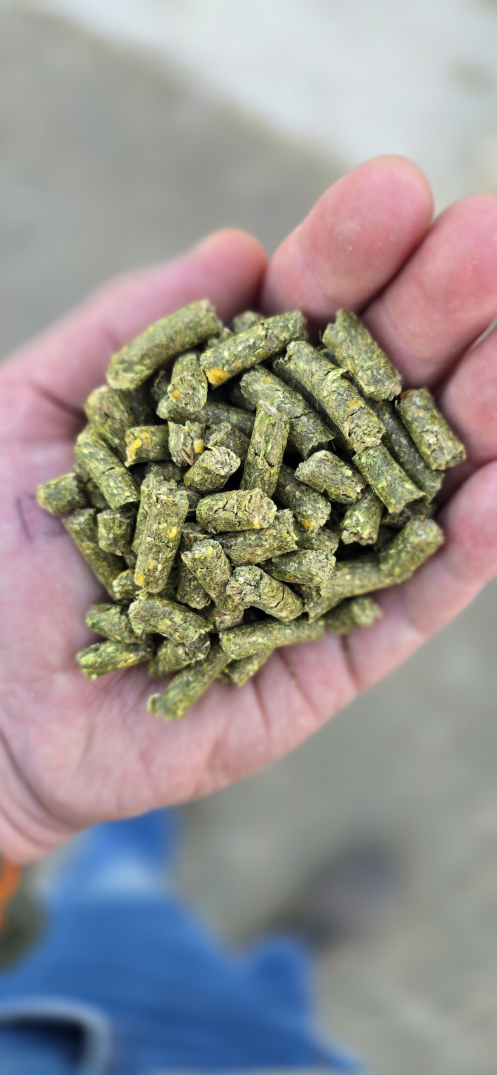 Green Good Hope Feeds pellets held in a hand