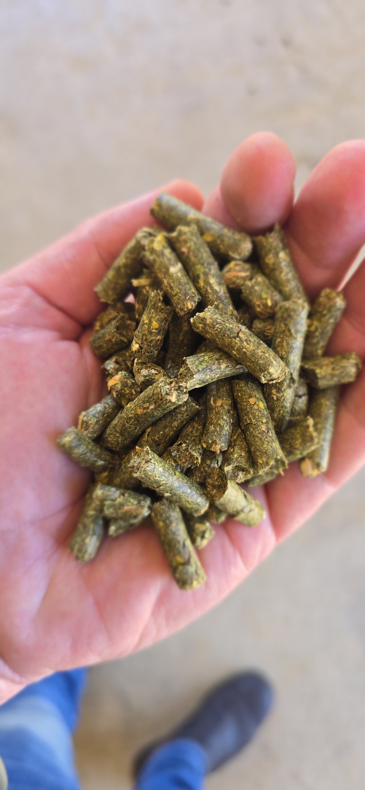 Good Hope Feeds pellets shown close up in a hand