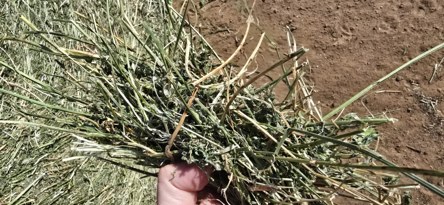 Farm roughage shown close up