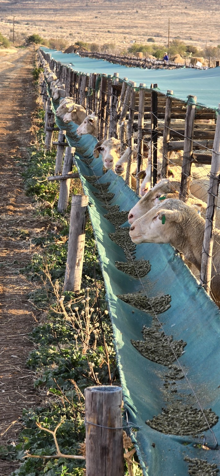 Sheep eating Good Hope Feeds pellets from a trough